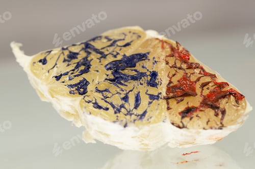 Preview: Abstract Composition With Pomelo And Red And Blue Paint For Oil Painting With Reflexions