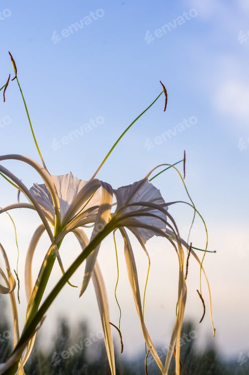 Preview: Caribbean Spider-Lily, Unique Style White Flower On Multicolored Background