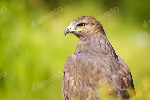 Preview: Hawk Portrait. Green Nature Background Long Legged Buzzard / Buteo Rufinus