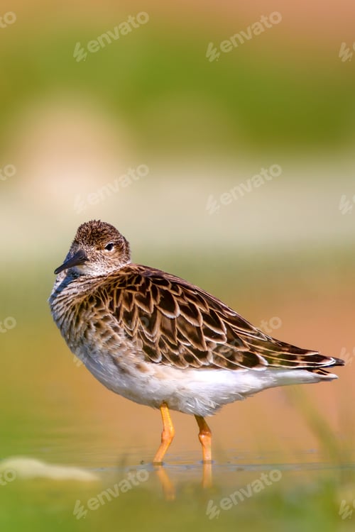 Preview: Water Bird. Common Bird; Ruff. Philomachus Pugnax. Colorful Nature Background.