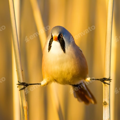 Preview: Bearded Funny Bird. Yellow Reeds Background.
