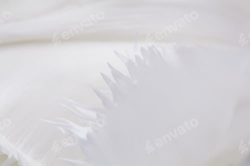 Preview: White, Beautiful Tulip With Details