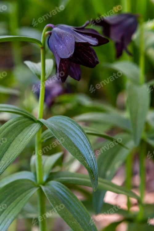 Preview: Fritillaria Camschatcensis In Spring Garden. Growing Bulbs (Fritillaria) In The Garden. Rare And