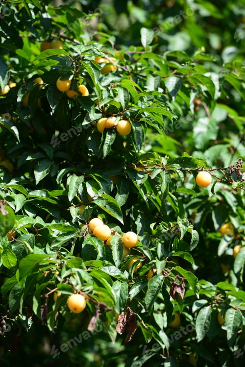 Preview: Plum Tree Branches With Ripe Fruits