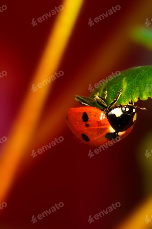 Preview: Cute Animal Ladybird. Natural Background.