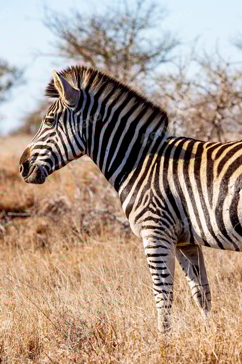 Preview: Zebra In The Kruger National Park, South Africa