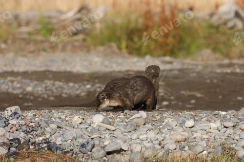 Preview: River Otter Yellowstone N.P., Wyoming