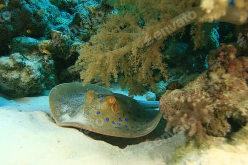 Preview: Blue-Spotted Stingray