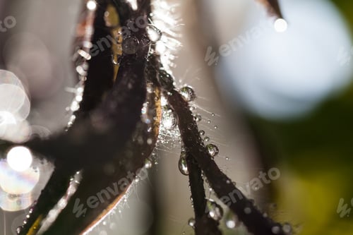 Preview: Abstract, Macro Composition With Leaves And Water Drops