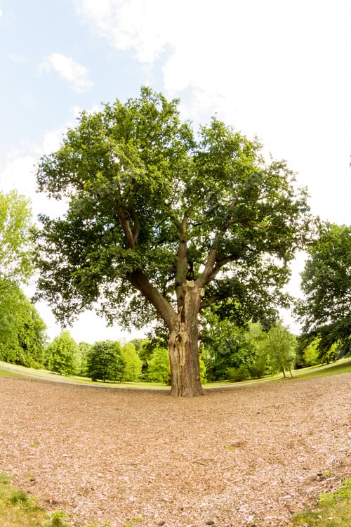 Preview: Quercus (Oak Tree) - Tree And Details