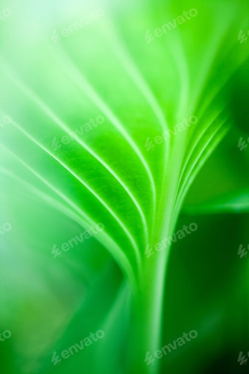 Preview: Green, Abstract Composition With Leaf Texture And Soft Focus