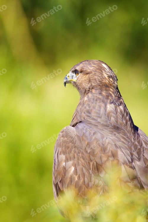 Preview: Hawk Portrait. Green Nature Background Long Legged Buzzard / Buteo Rufinus