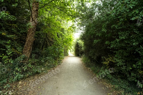 Preview: Nature Trail Background Image