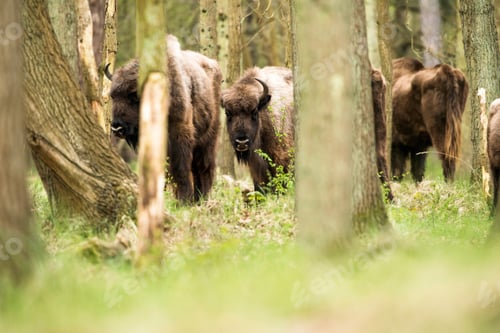 Preview: Herd Of Bisons In Forest