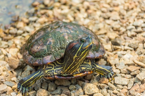 Preview: Chrysemys Picta, Or Painted Turtle, In Singapore Botanic Gardens
