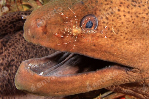 Preview: Moray Eel And Cleaner Shrimp