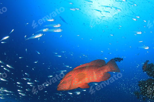 Preview: Grouper Fish