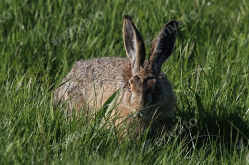 Preview: European Brown Hare (Lepus Europaeus)