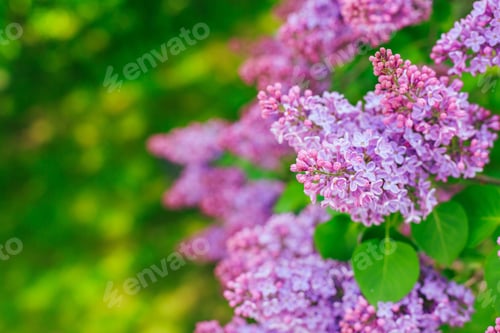Preview: Blossoming Syringa Vulgaris In Garden. Syringa Vulgaris Bush, Lilac Flowers, Selective Focus With