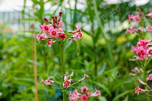 Preview: Japanese Primrose Â?? Primula Japonica A. Gray A Native Of Japan, Also Found On The Island Of