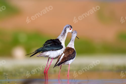 Aperçu: Cute Bird'S Mating. Common Water Birds. Bird; Black Winged Stilt. Himantopus Himantopus. Colorful