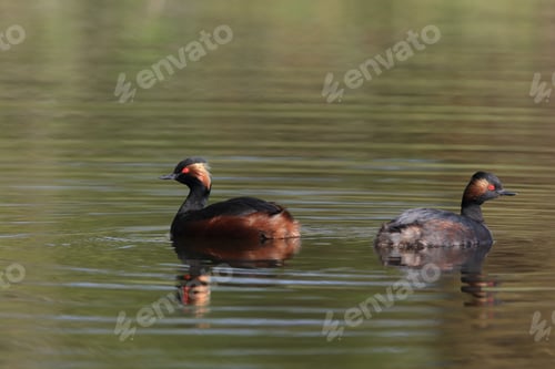 Preview: Black-Necked Grebe (Podiceps Nigricollis) Baden Württemberg Germany