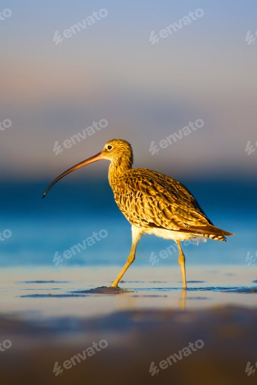 Preview: Cute Bird Curlew. Blue Sea And Blue Sky Background. Eurasian Curlew Numenius Arquata