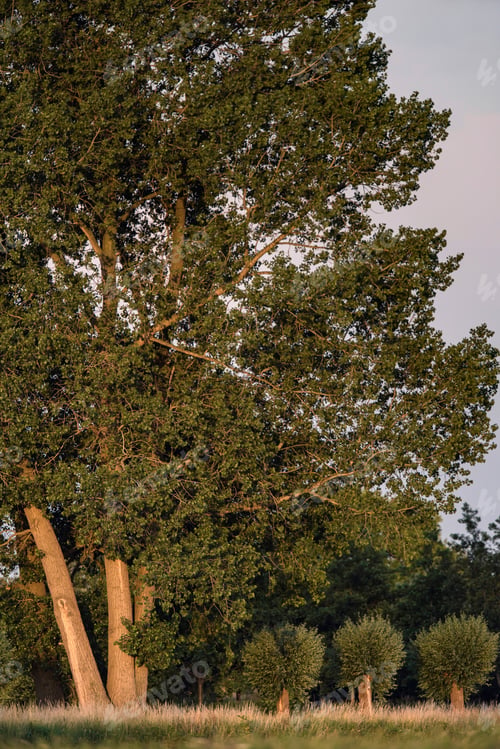 Preview: Trees In Rural Landscape In Evening Sunlight During Summer.