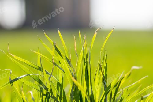 Preview: Green Grass Texture With Ruins In The Background