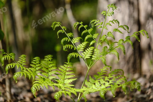 Preview: Fresh Young Tree Leaves In Spring. Macro Shoot With Blur Background