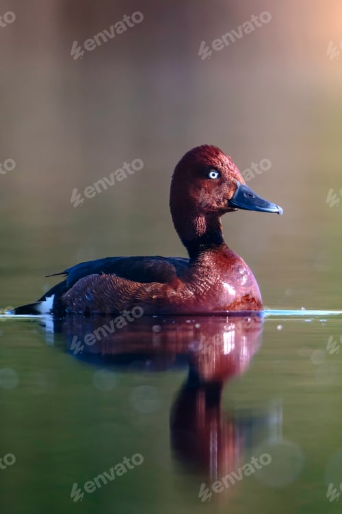 Preview: Swimming Duck. Natural Lake Habitat Background. Bird: Ferruginous Duck. Aythya Nyroca.