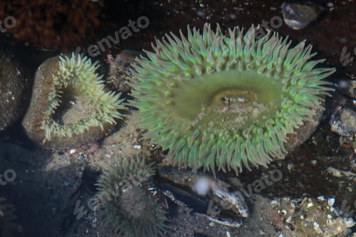 Preview: A Tidal Pool Filled With Sea Anemones And Mussels On The West Coast Oregon Usa