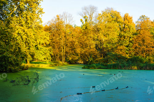 Preview: Beautifull Scenery In Autumn During The Leaves Fall In Pszczyna Park, Poland