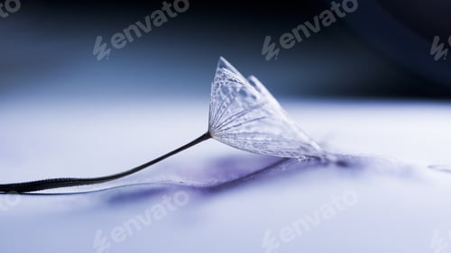 Preview: Macro, Abstract Composition With Dandelion Seed