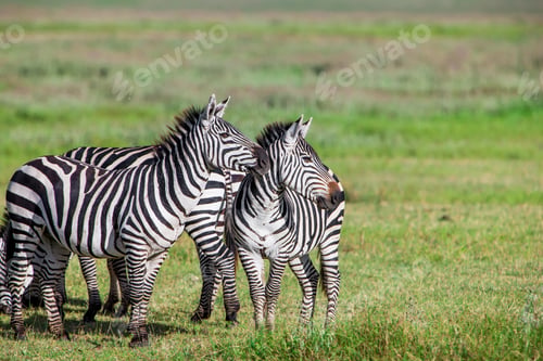 Preview: Zebras In The Ngorongoro Crater, Tanzania
