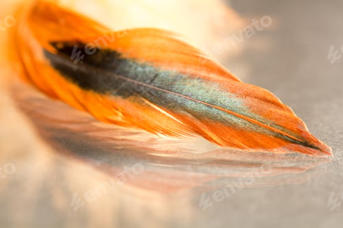 Preview: Colorful Rooster Feather With Details And Reflexions