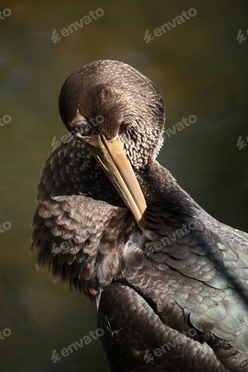 Preview: Young Black Stork (Ciconia Nigra) Saxony Germany