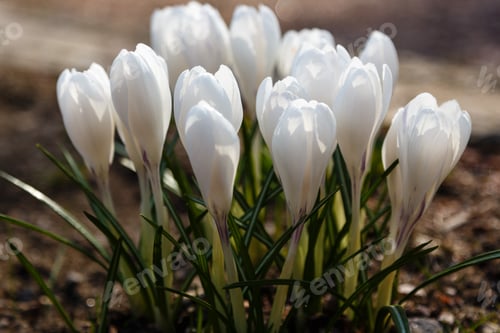 Preview: Crocuses Is Spring Bulbous Flowers