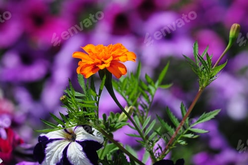 Preview: Tagetes Flower Over Blurry Flowers Background
