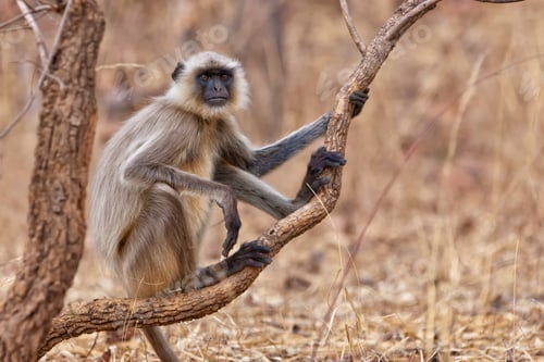 Preview: Gray Langur Also Known As Hanuman Langur In The Bandhavgarh National Park In India. Bandhavgarh Is