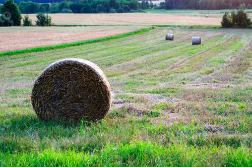 Preview: Field With Straw Bales