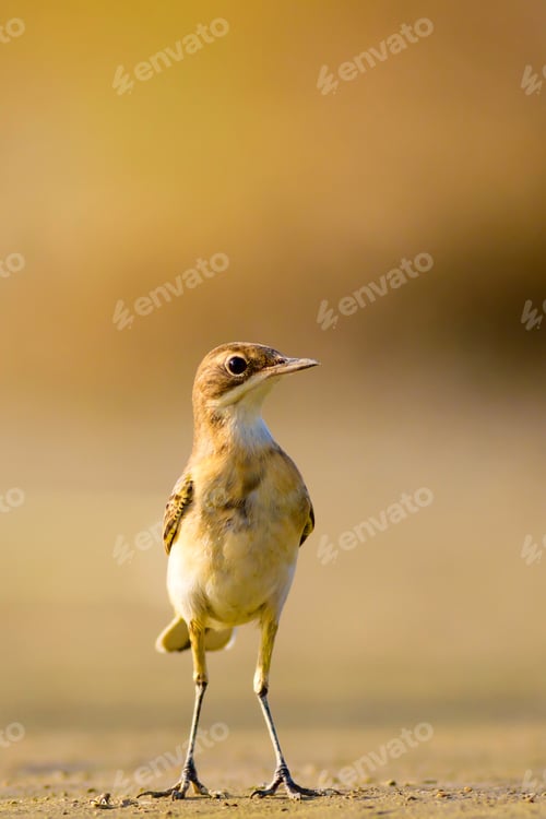 Preview: Cute Yellow Bird. Western Yellow Wagtail. Nature Background.