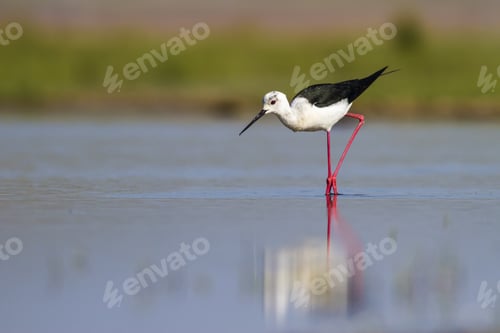 Preview: Cute Water Bird. Nature Background. Bird: Black Winged Stilt. Himantopus Himantopus. Konya Salt