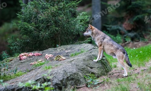 Preview: Gray (Or Grey) Wolf (Canis Lupus) In The Bayerischer Wald National Park In Bavaria, Germany