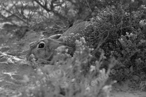 Preview: Closeup Of Desert Lying Still And Quite In The Desert Of Bahrain