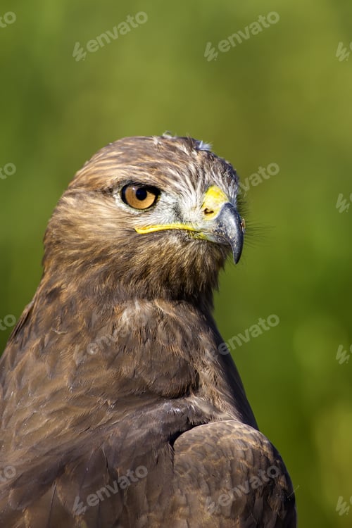 Preview: Bird Of Prey. Green Nature Background. Bird: Long Legged Buzzard. Buteo Rufinus.