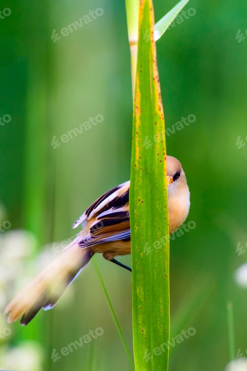 Preview: Shy Bird. Natural Background.