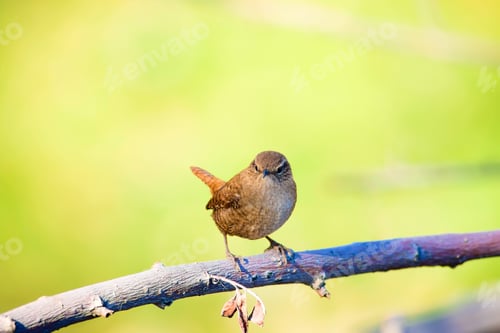 Preview: Cute Little Bird. Nature Background. Eurasian Wren / Troglodytes Troglodytes