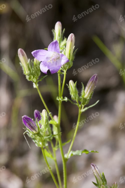 Preview: Mountain Flowers - Campanula Alpina Plant With Natural Background