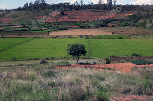 Preview: Beautiful Madagascar Landscape With Rice Fields